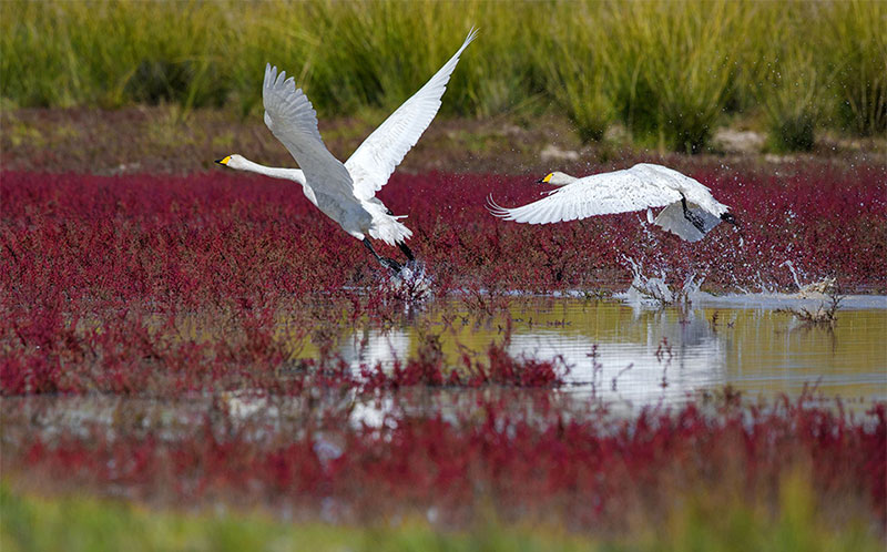 wildlife photography mongolia 